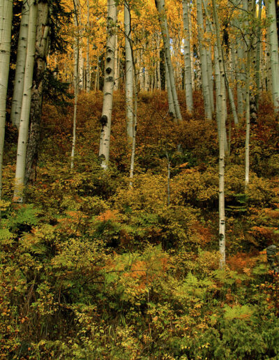 Aspen Grove with Ferns