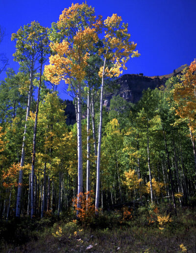 Aspen Sentinels