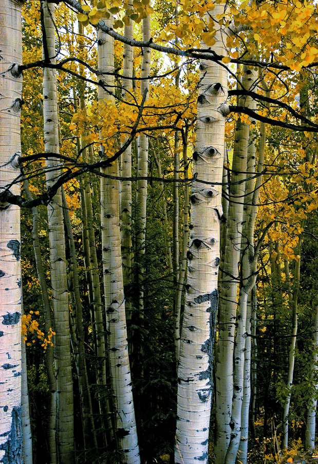 Aspen Stand