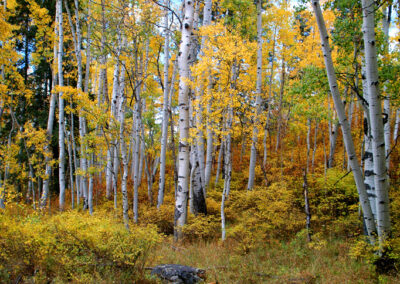 Aspen Landscape