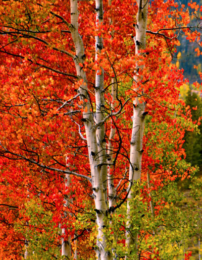 Aspen with Red Leaves