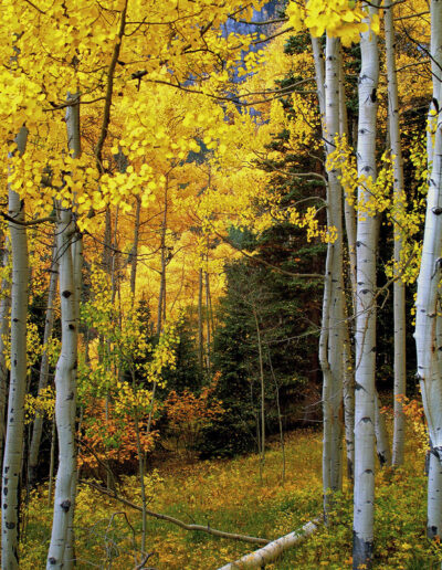 Autumn Aspen Grove