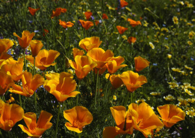 California Poppies Two