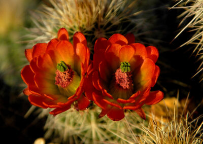 Cactus Blooms