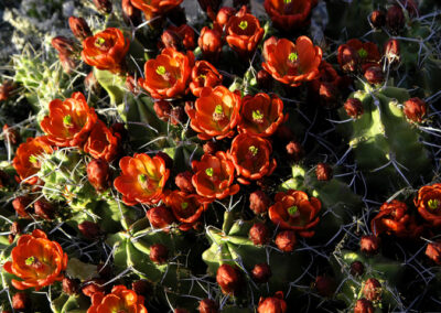 Cactus Blooms Three