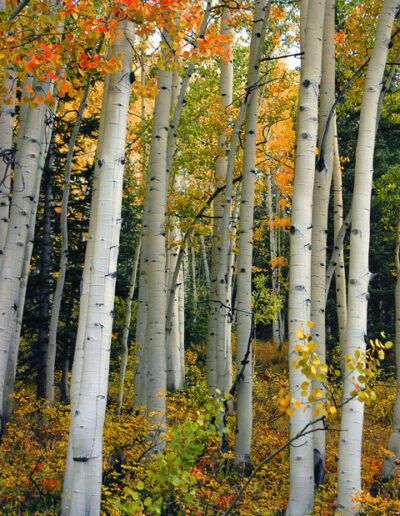 Colorado Aspen Study