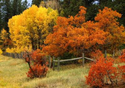 Colorado Oak