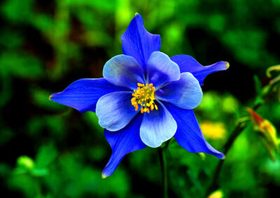 Columbine