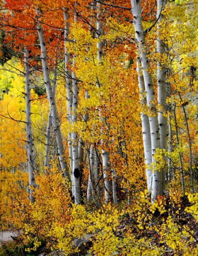 Fall Aspen