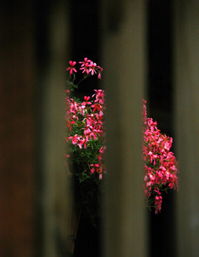 Flowers through a Fence