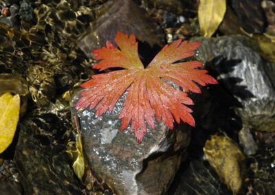 Leaf in a Stream