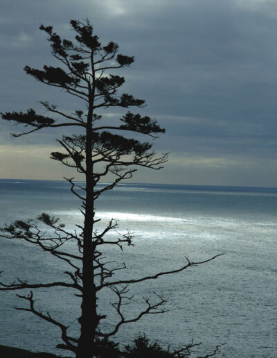 Lone Tree Canon Beach