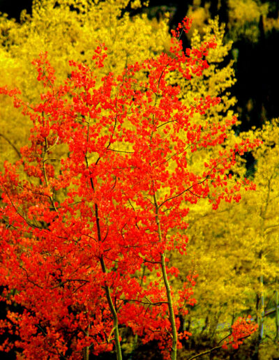 Red Aspen in Front of Gold