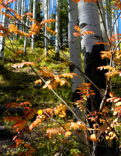 Red Leaves and Aspen