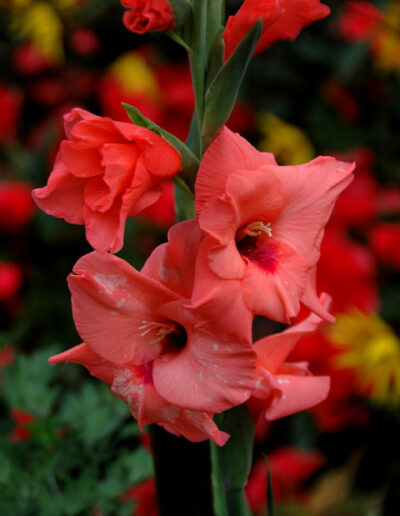 Red Morning Glories