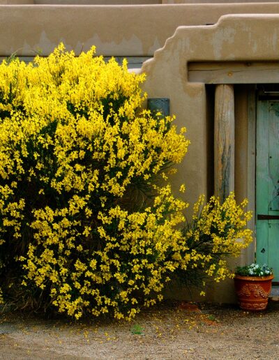 Spanish Broom and Turquoise Door