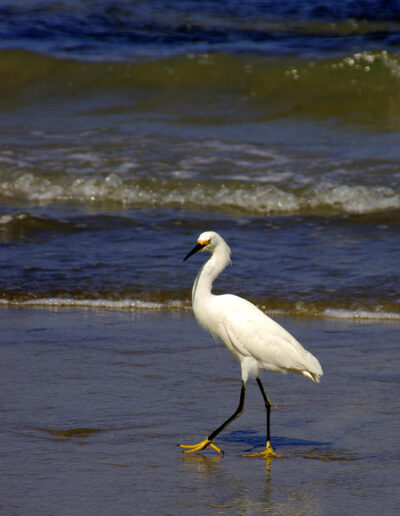 White Egret