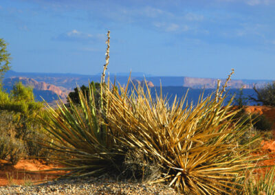 Yucca in Moab