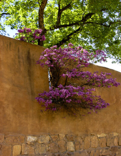 Adobe and Purple Flowers