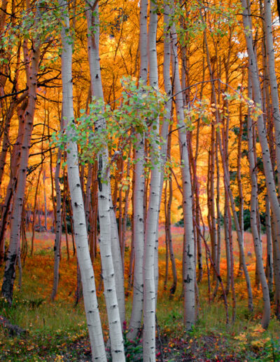 Aspen Grove