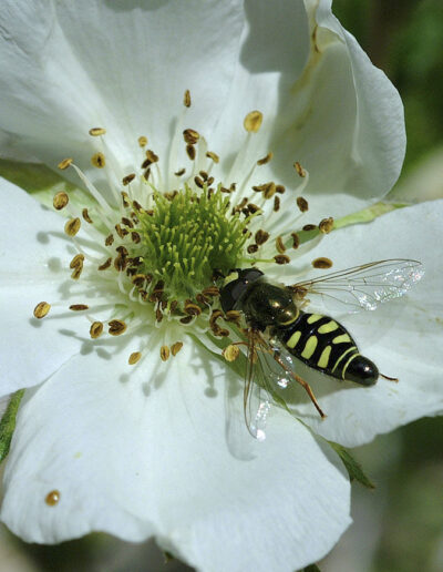 Bee on a Flower