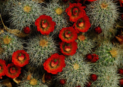 Cactus Blossoms