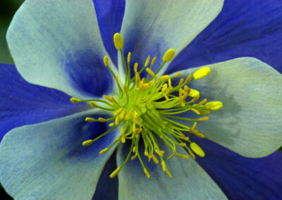 Columbine Close-up