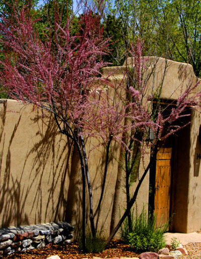 Doorway with Pink Tree