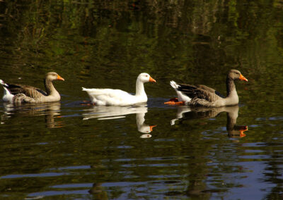 Ducks in a Row