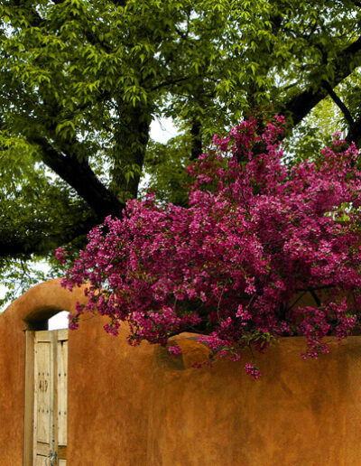 Lilacs and Adobe