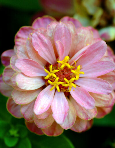 Pink Flower